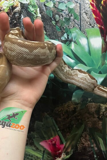 Magazoo Boa constricteur Nicaragua  Snow (Motley / Choco T+ albino/BEA) Mâle