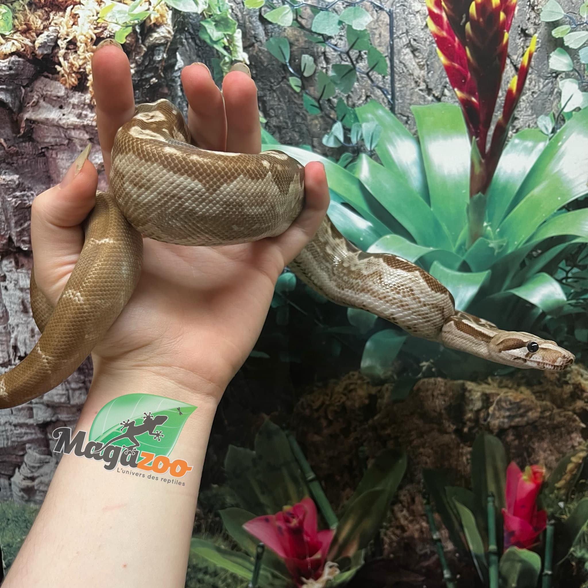 Magazoo Nicaragua boa constrictor Motley BEA Snow Male