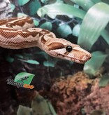 Magazoo Nicaragua boa constrictor Motley BEA Snow Male