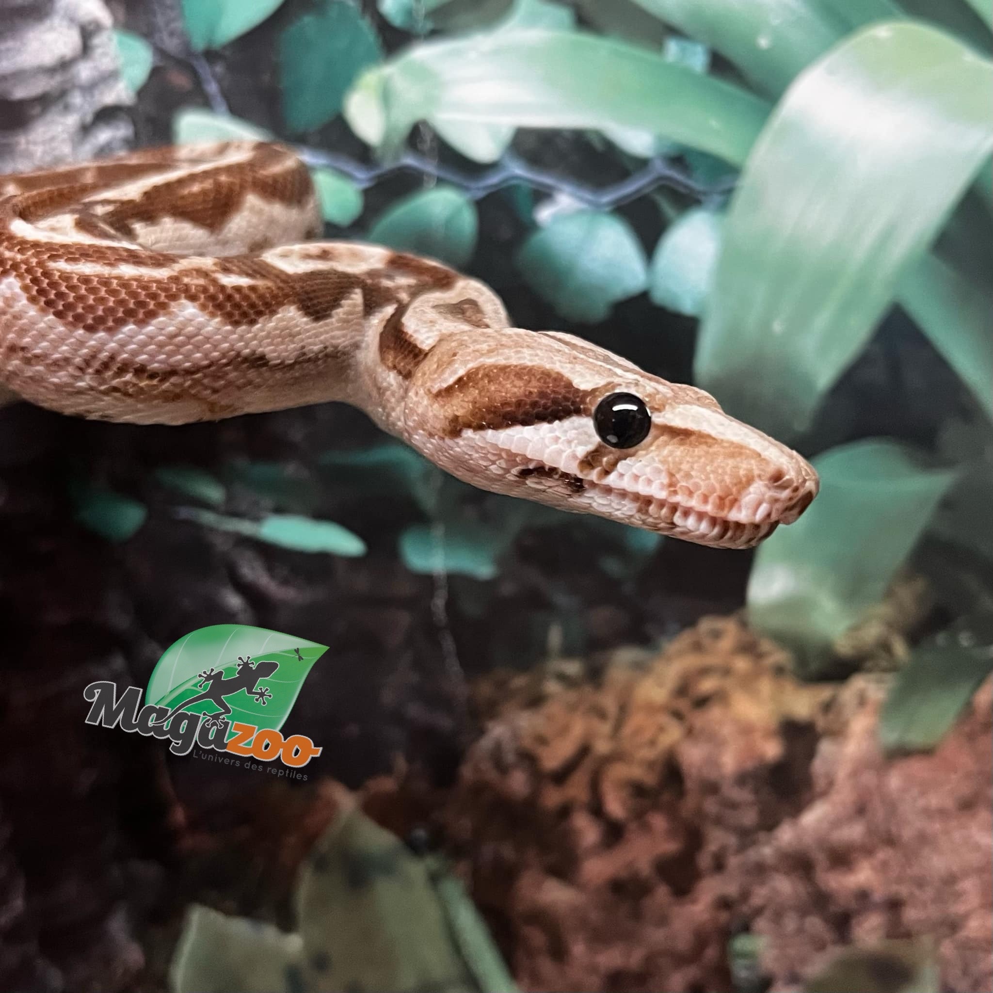 Magazoo Boa constricteur Nicaragua  Snow (Motley / Choco T+ albino/BEA) Mâle