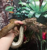 Magazoo Nicaragua boa constrictor Motley BEA Snow Male