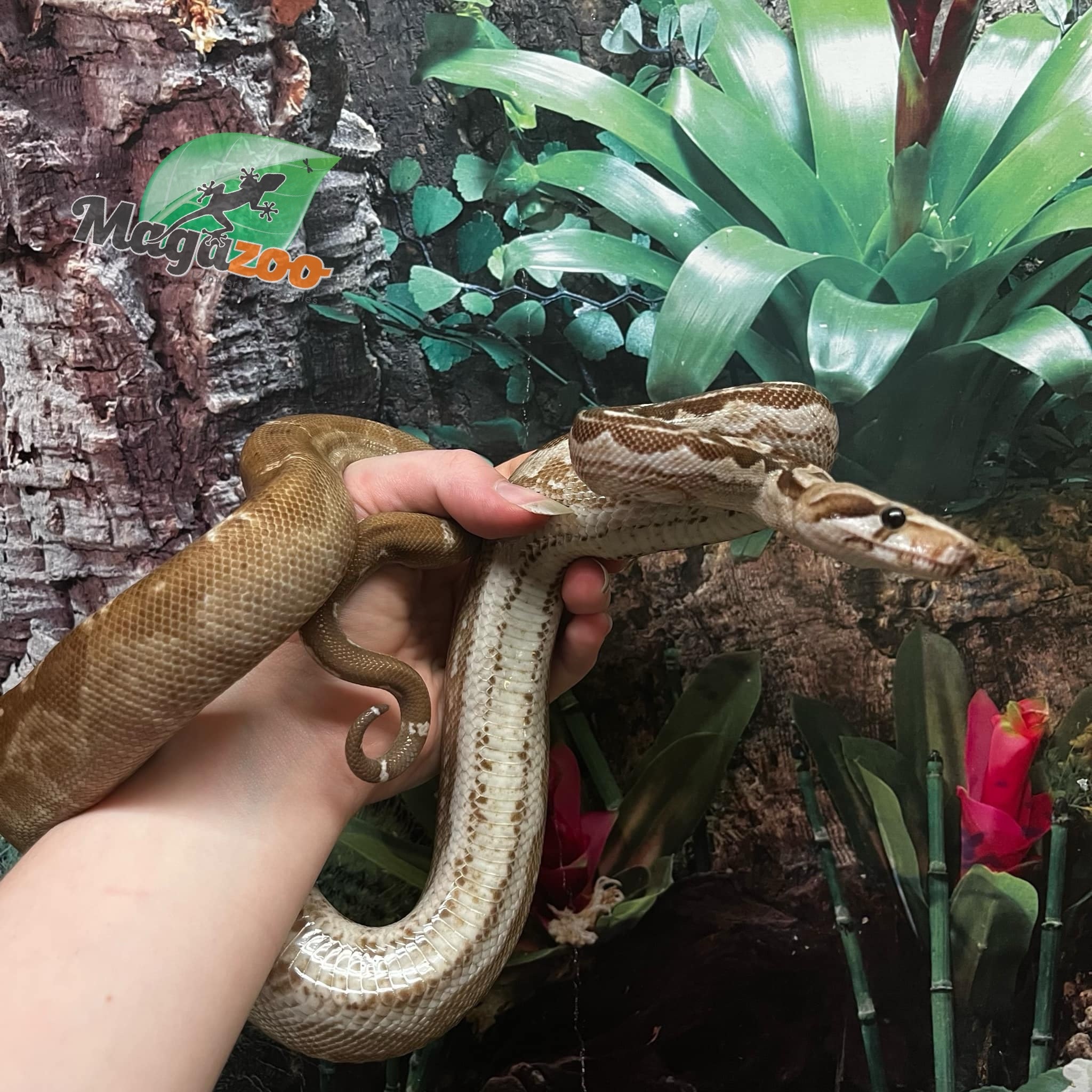 Magazoo Boa constricteur Nicaragua  Snow (Motley / Choco T+ albino/BEA) Mâle