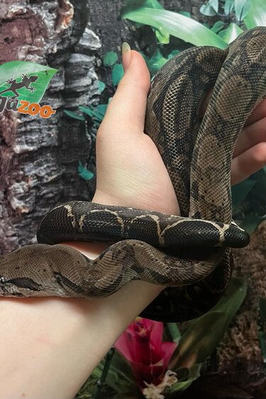 Magazoo Boa constricteur Nicaragua Type 2 Anery Mâle