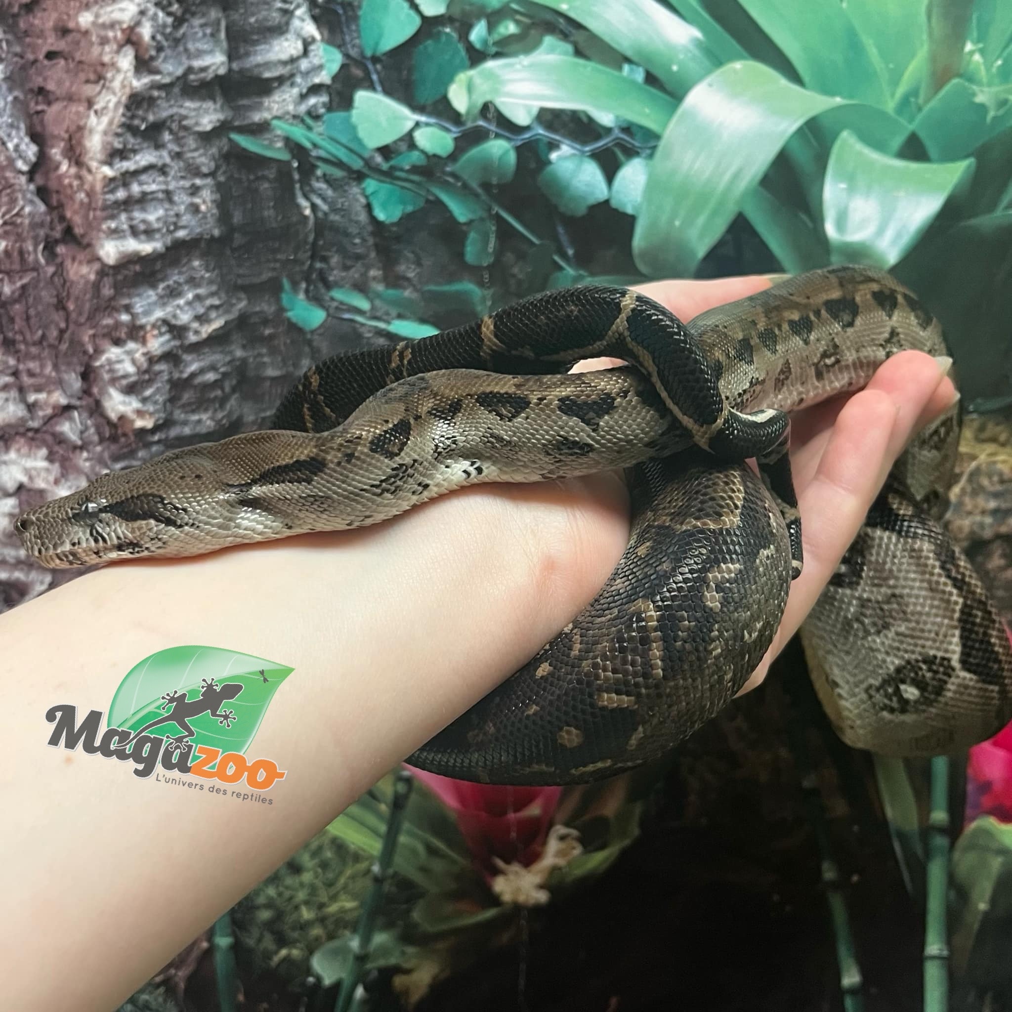 Magazoo Boa constricteur Nicaragua Type 2 Anery Mâle