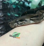 Magazoo Boa constrictor Nicaragua Type 2 Anery Male