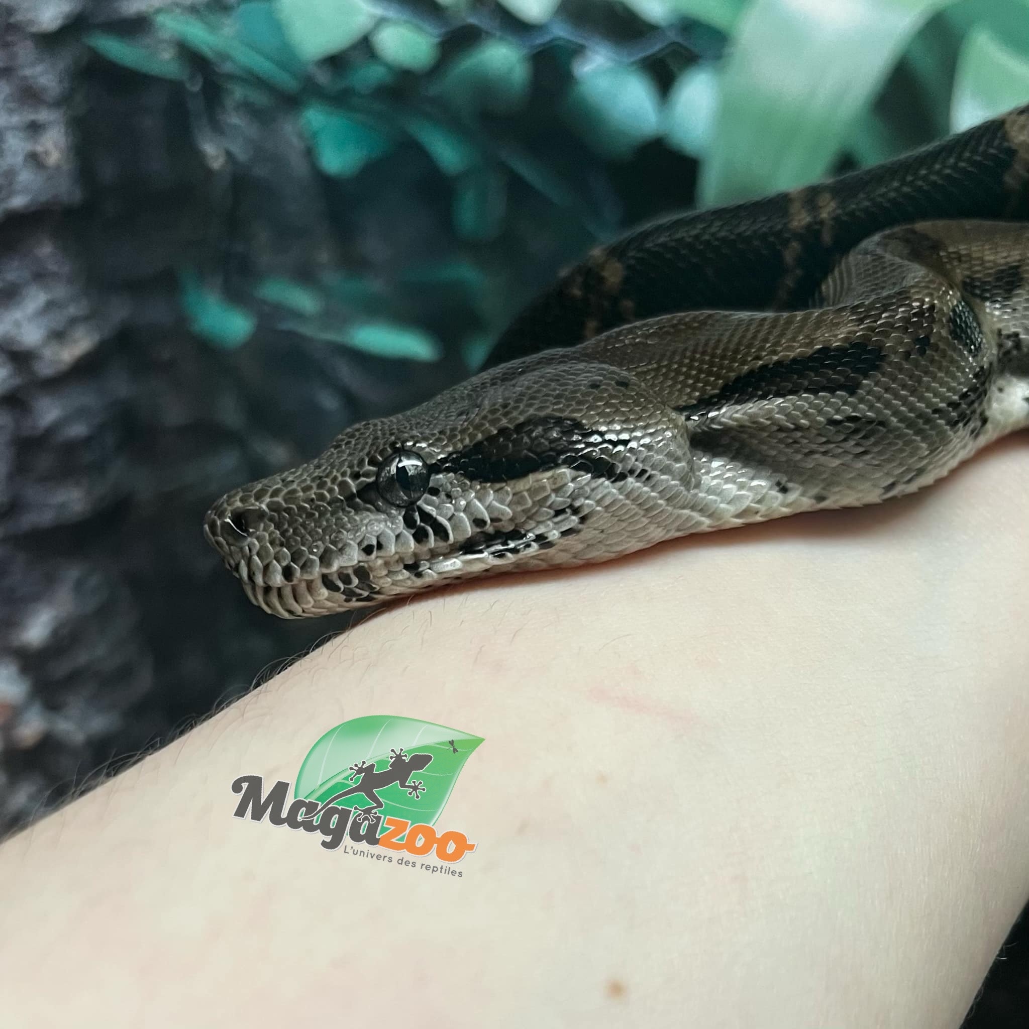 Magazoo Boa constricteur Nicaragua Type 2 Anery Mâle