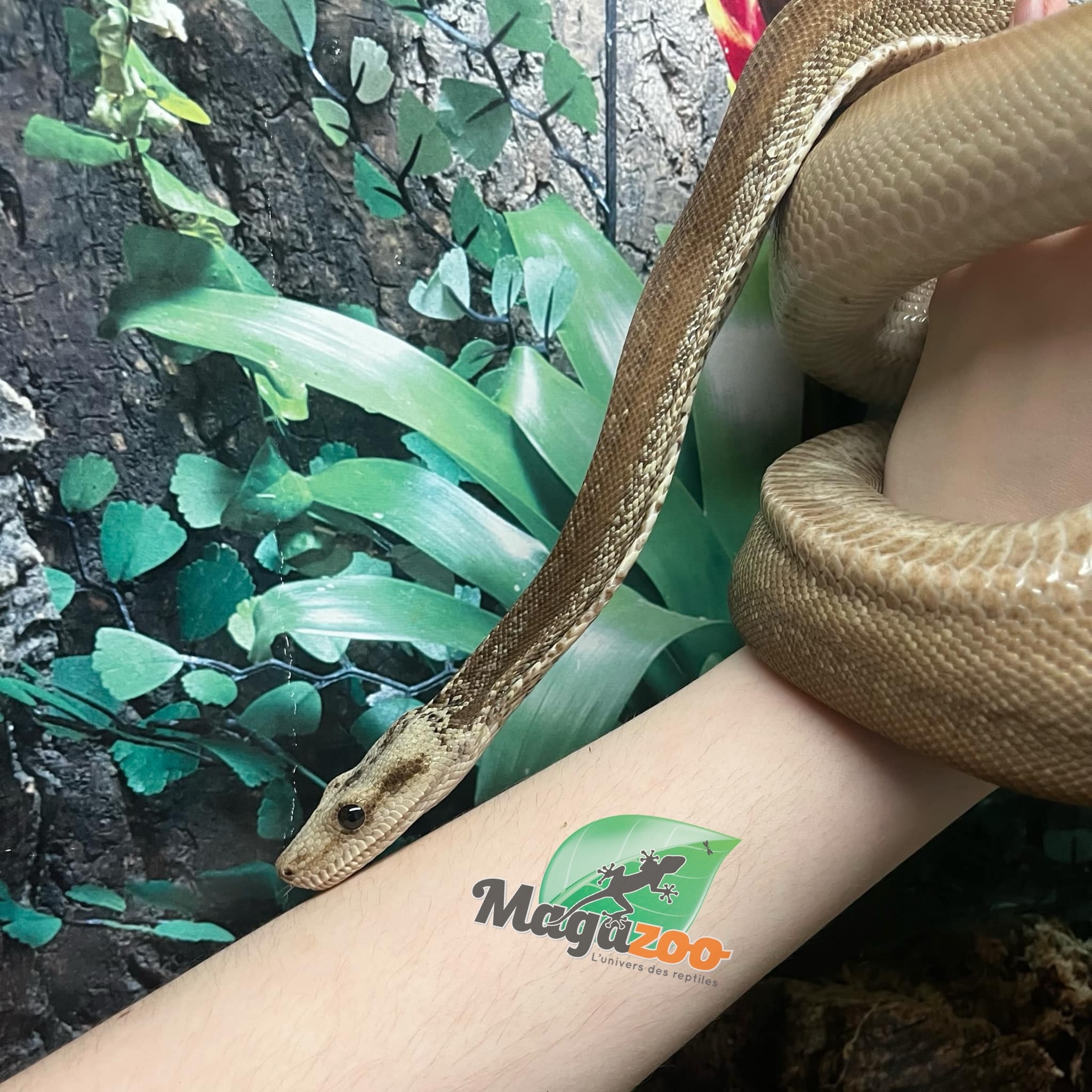 Magazoo  Nicaragua boa constrictor Super Motley Chocolate T+ (66% pos. het. Black Eye Anery) Female 2021