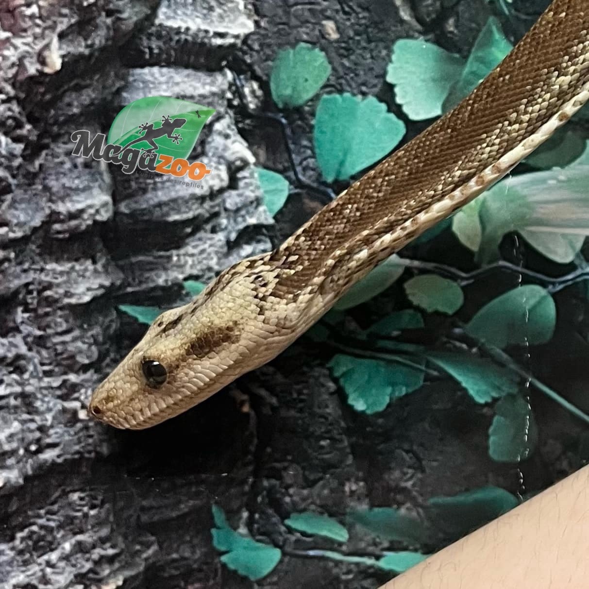 Magazoo  Nicaragua boa constrictor Super Motley Chocolate T+ (66% pos. het. Black Eye Anery) Female 2021