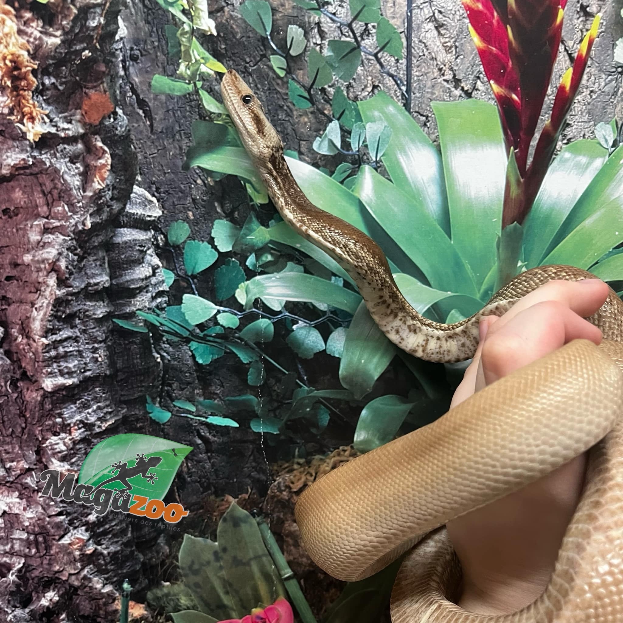 Magazoo  Nicaragua boa constrictor Super Motley Chocolate T+ (66% pos. het. Black Eye Anery) Female 2021