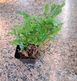 La Swamp Plante Selaginella Kraussiana "Aurea"