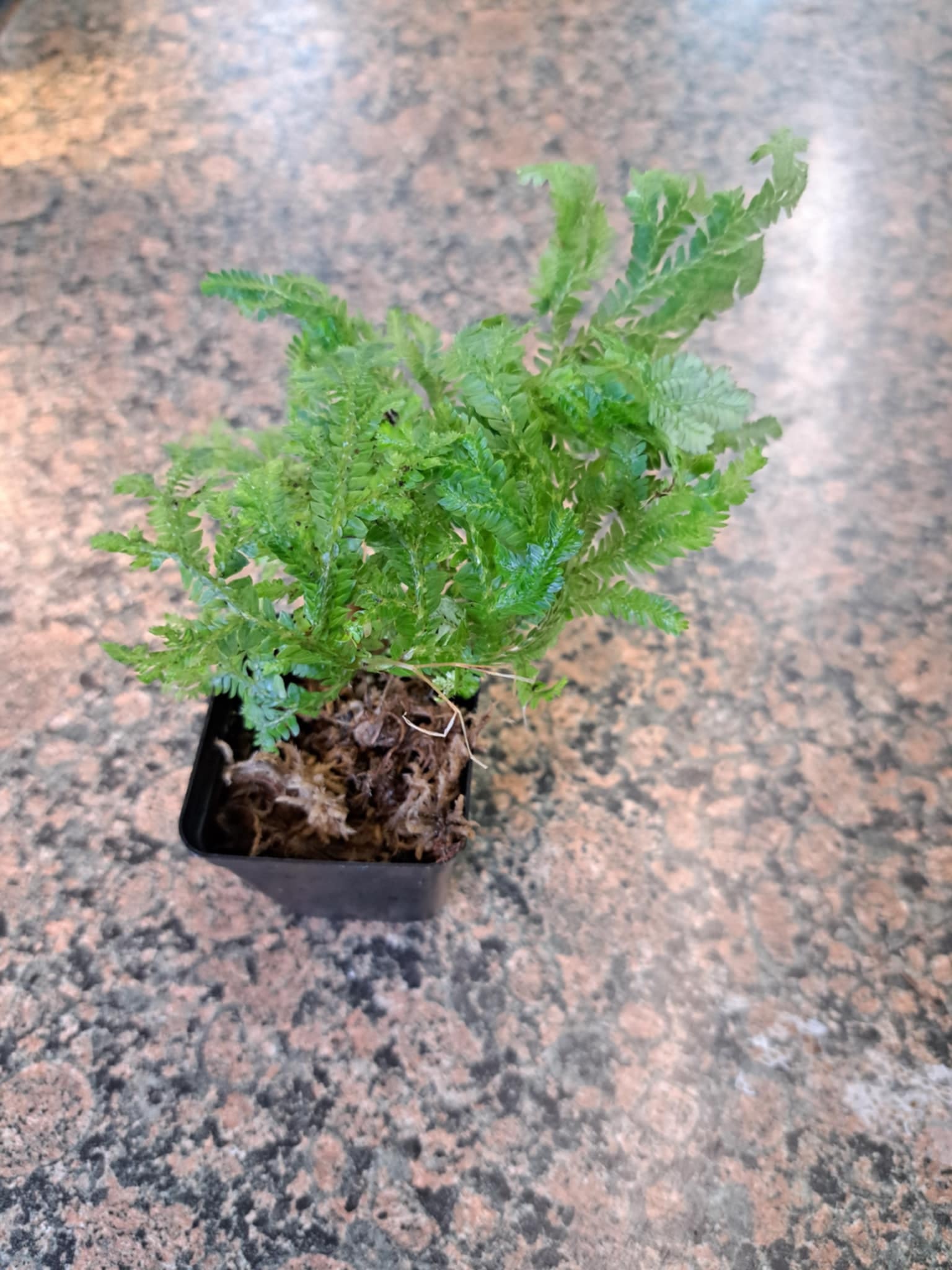 La Swamp Plante Selaginella Kraussiana "Aurea"