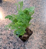 La Swamp Plante Selaginella Kraussiana "Aurea"