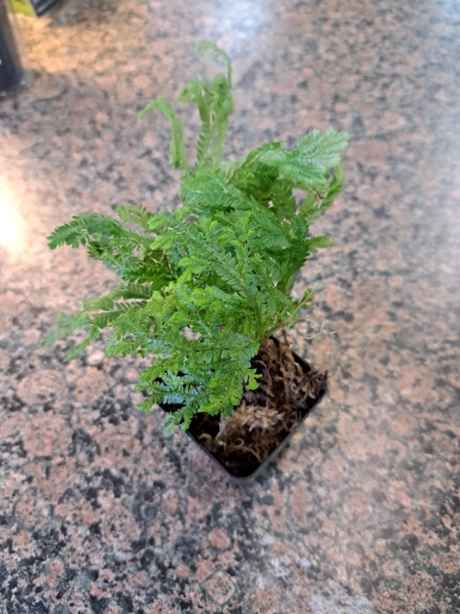 La Swamp Selaginella kraussiana plant