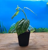 La Swamp Plante Pilea cadierei