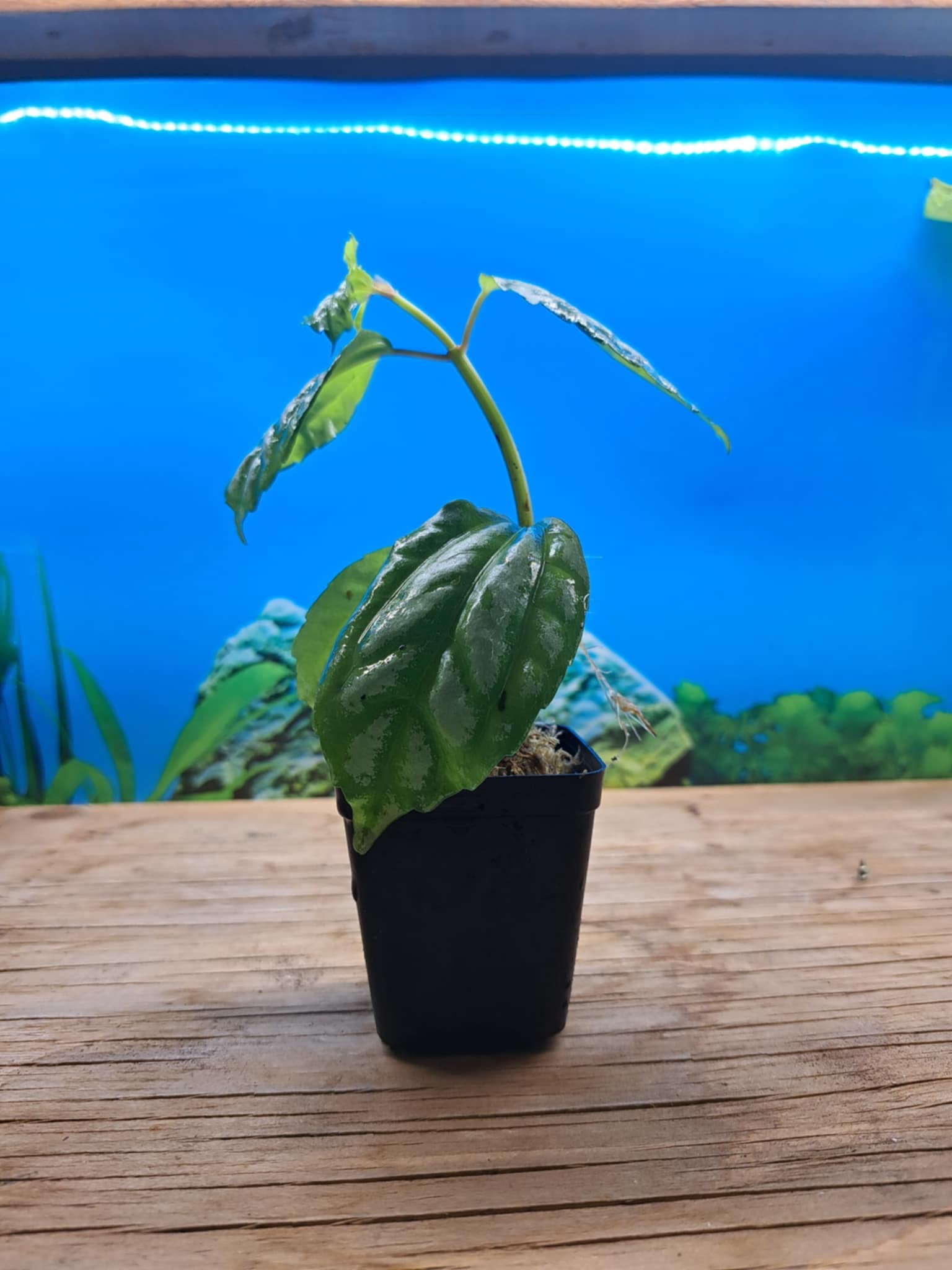 La Swamp Plant Pilea cardierei