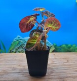 La Swamp LA SWAMP PLANT-BEG-MAN Plante Begonia Manaus