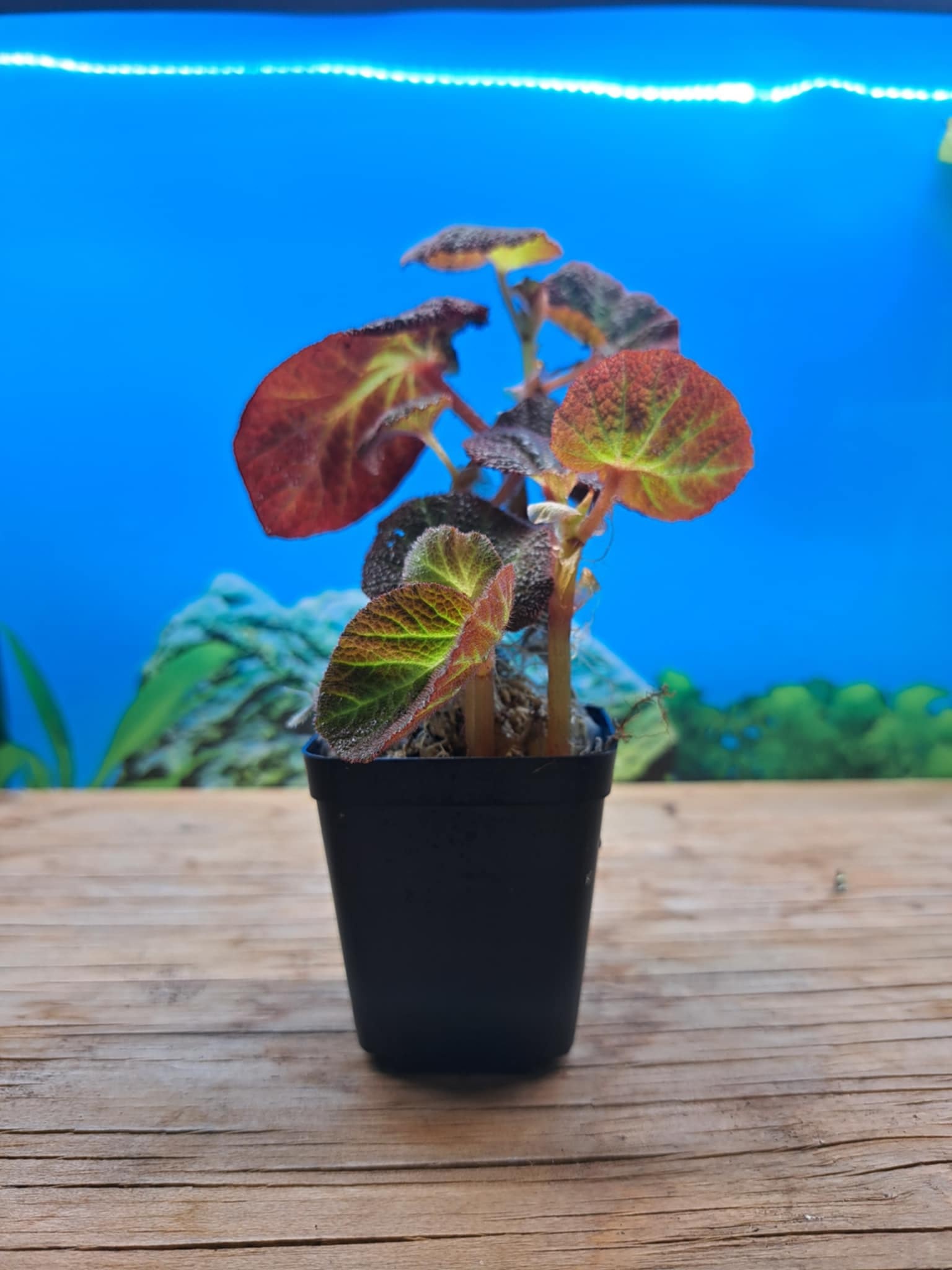 La Swamp LA SWAMP PLANT-BEG-MAN Plante Begonia Manaus