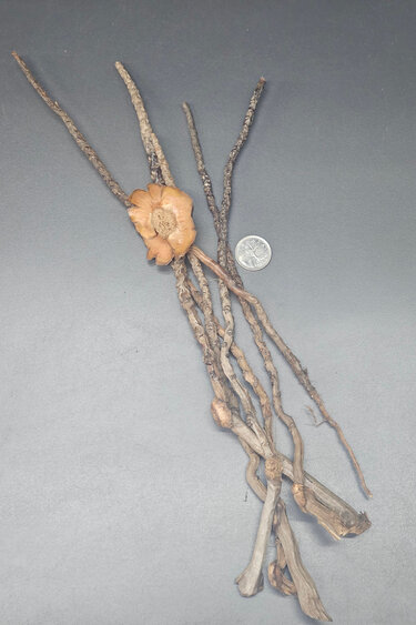 La Swamp Coconut palm stem (6x)