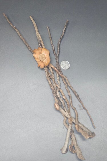 La Swamp LA SWAMP 1512 Tiges de cocotier (6x)