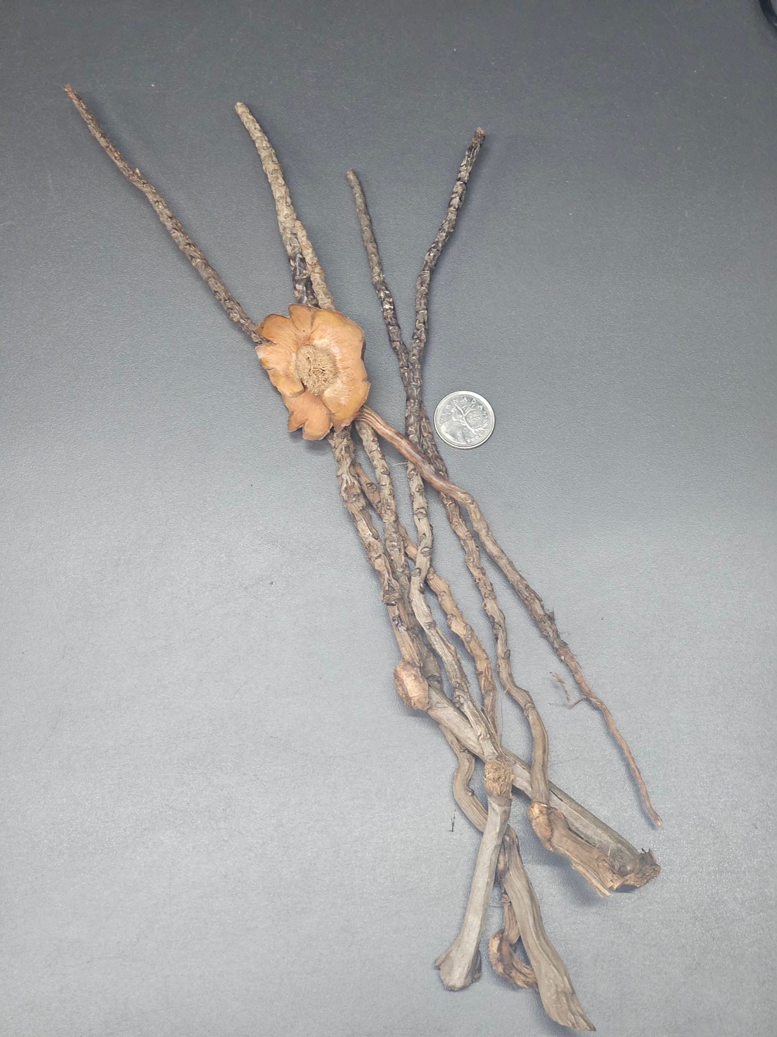 La Swamp Coconut palm stem (6x)