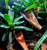 La Swamp Palm flower pods (2x)