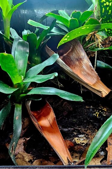 La Swamp Palm flower pods (2x)