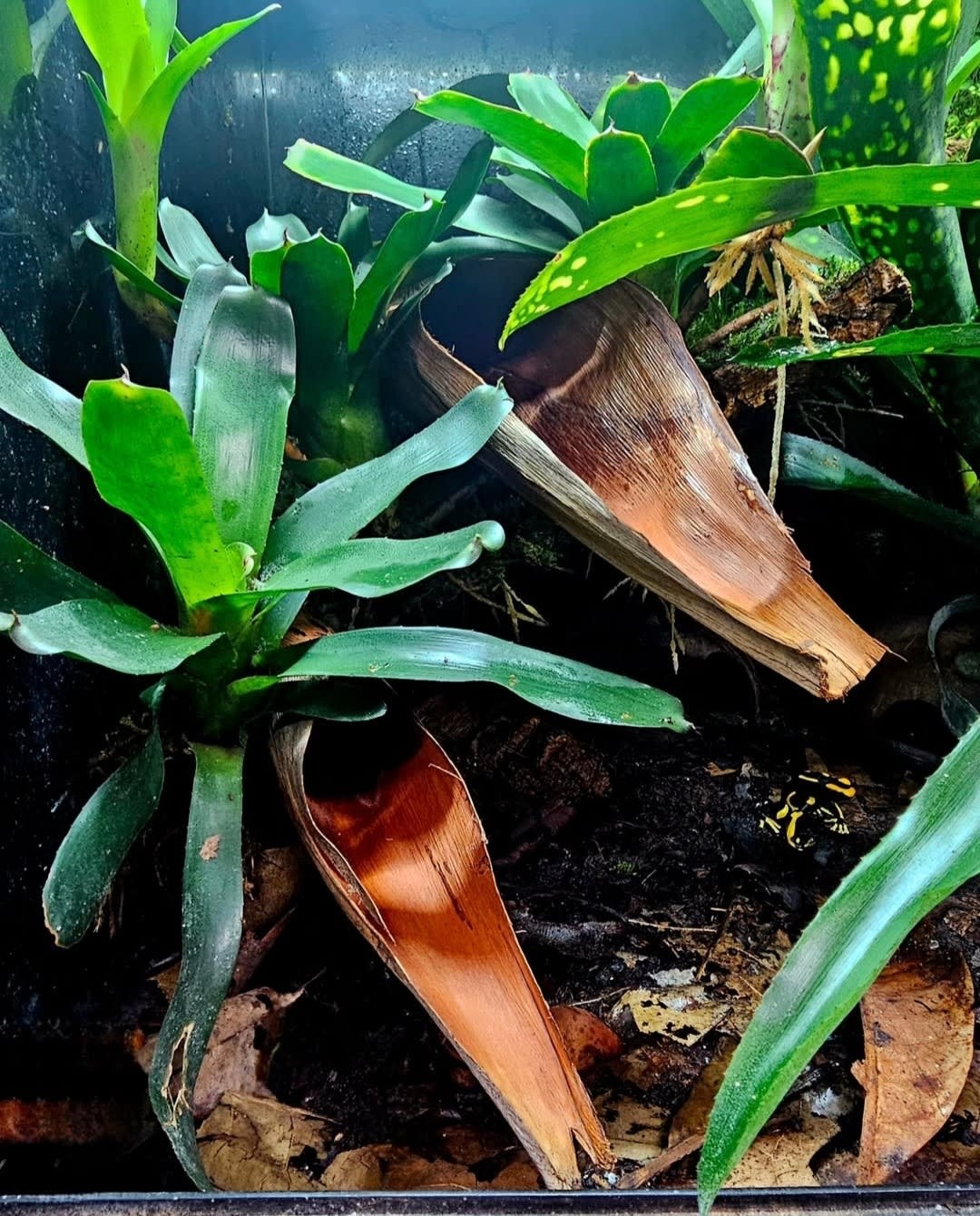 La Swamp Palm flower pods (2x)