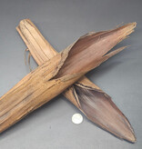 La Swamp Palm flower pods (2x)