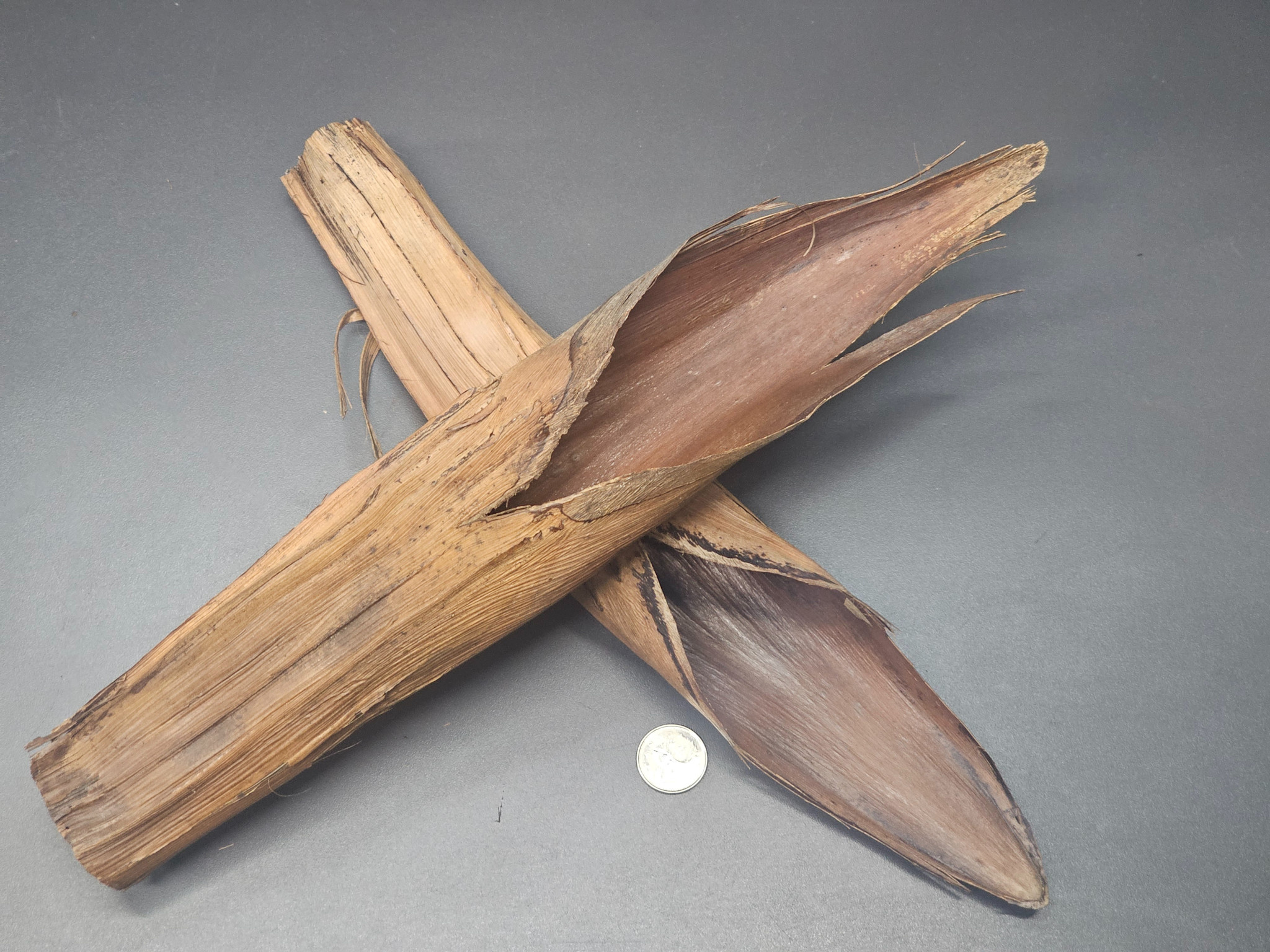 La Swamp Palm flower pods (2x)