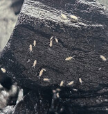 La Swamp LA SWAMP SPRING-PNK Culture  Collembole Springtails -Tropical Pink Springtails (Sinella curviseta)