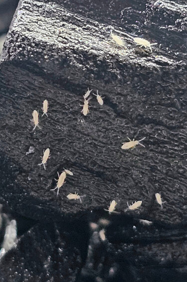 La Swamp Culture  Collembole Springtails -Tropical Pink Springtails (Sinella curviseta)