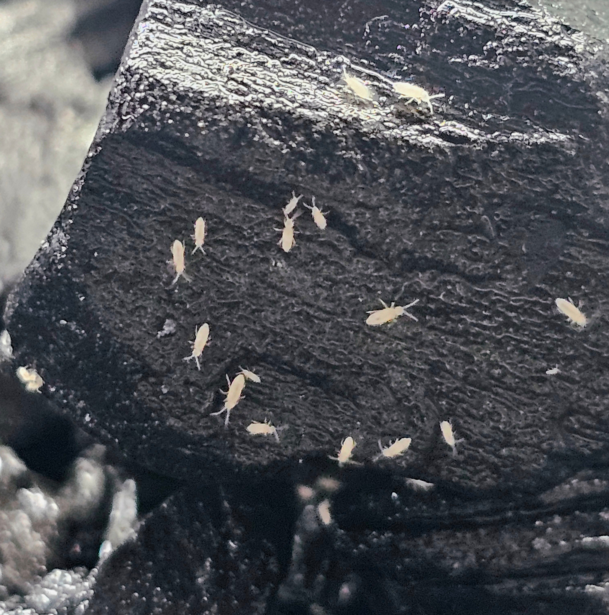 La Swamp Cultivation Collembola Springtails -Tropical Pink Springtails (Sinella curviseta)