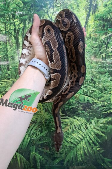 Snakes - Magazoo, the Universe of Reptiles