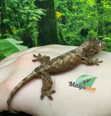 Magazoo Gecko chahoua Mainland Femelle (queue repoussée)