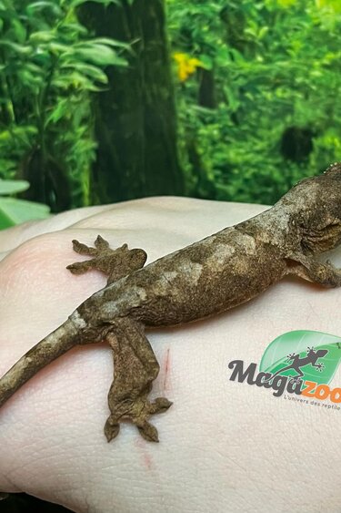 Magazoo Gecko chahoua Mainland Femelle (queue repoussée)