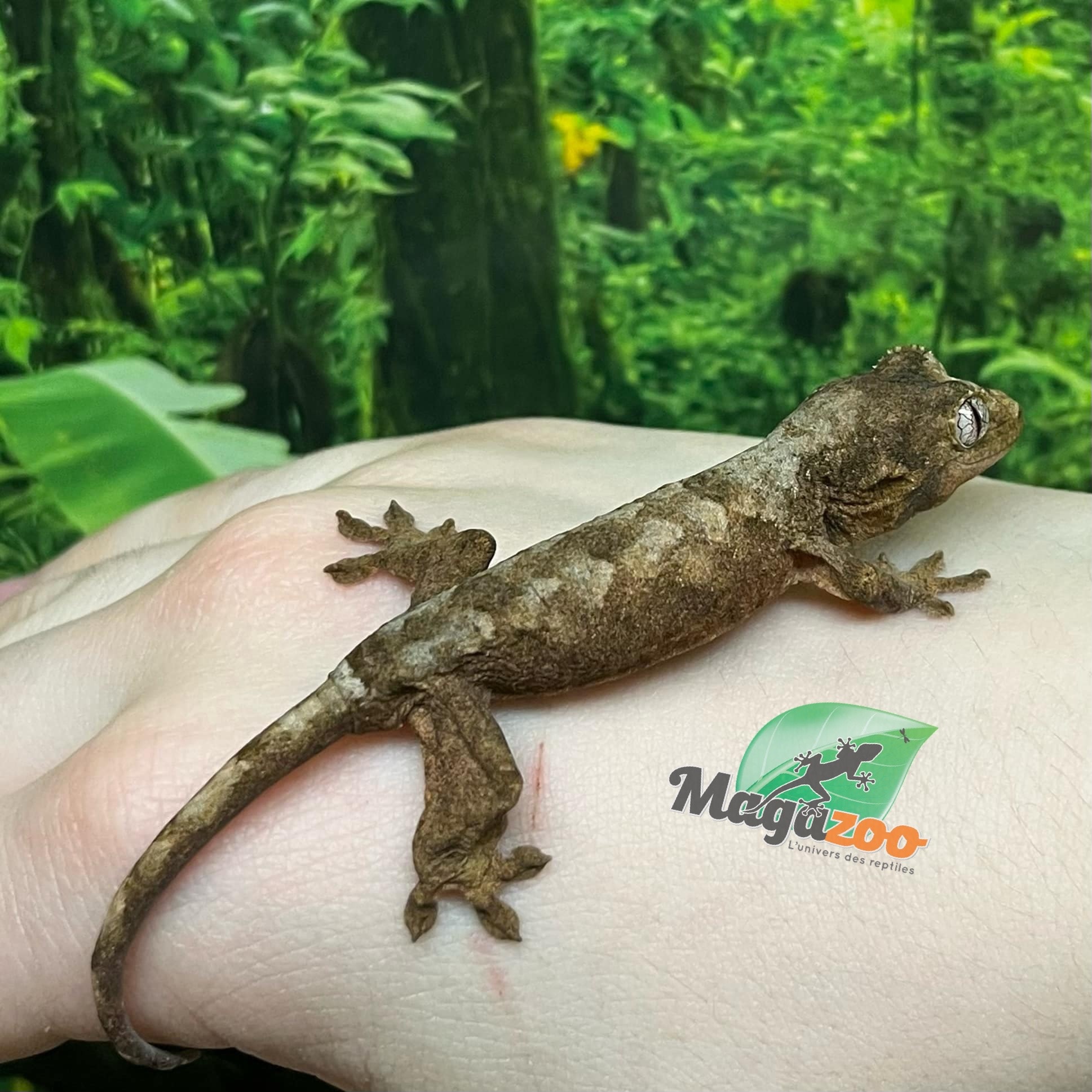 Magazoo Mainland Chahua Gecko