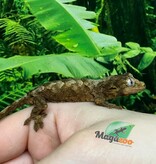 Magazoo Mainland Chahua Gecko