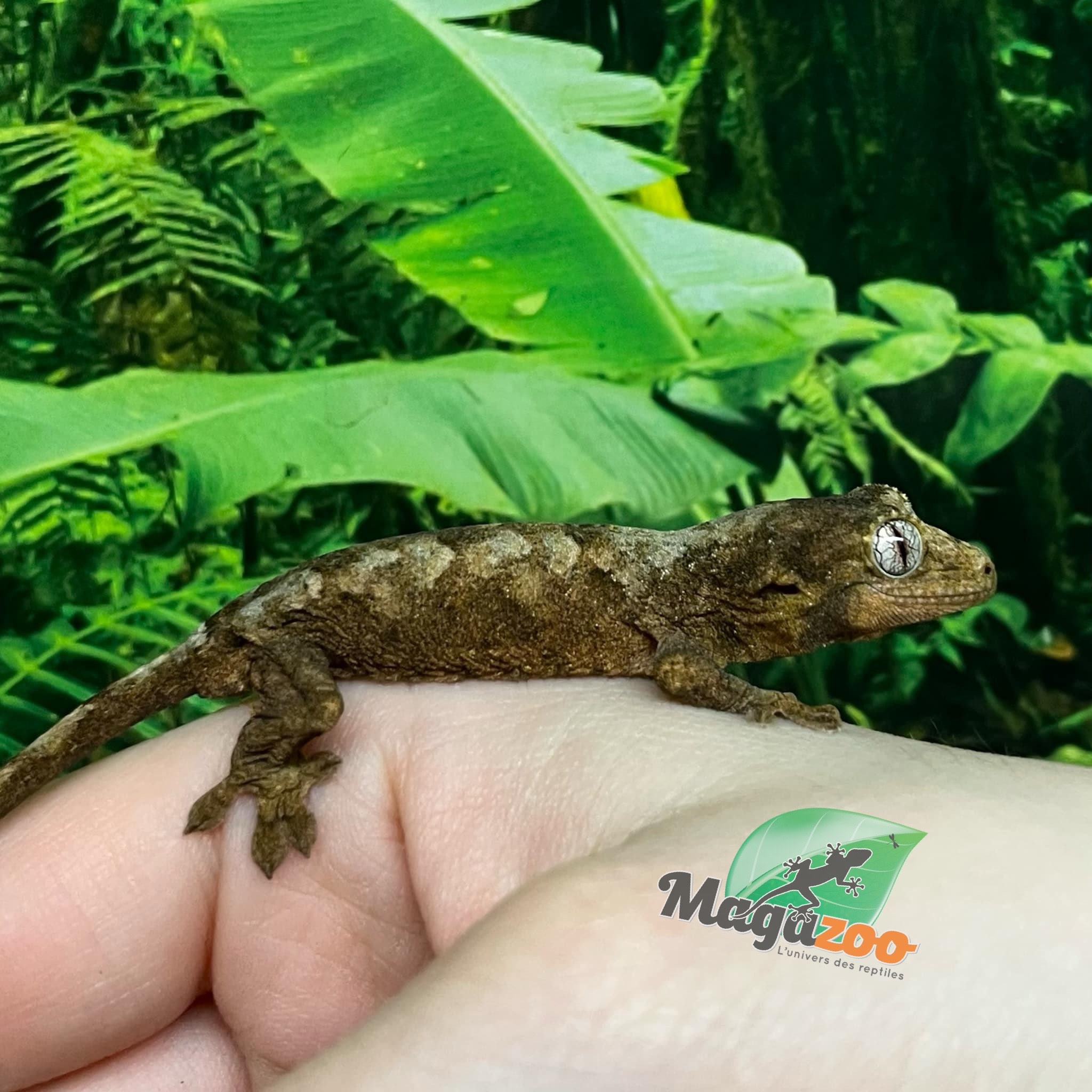 Magazoo Mainland Chahua Gecko