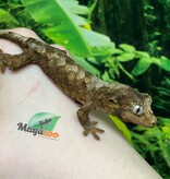 Magazoo Mainland Chahua Gecko