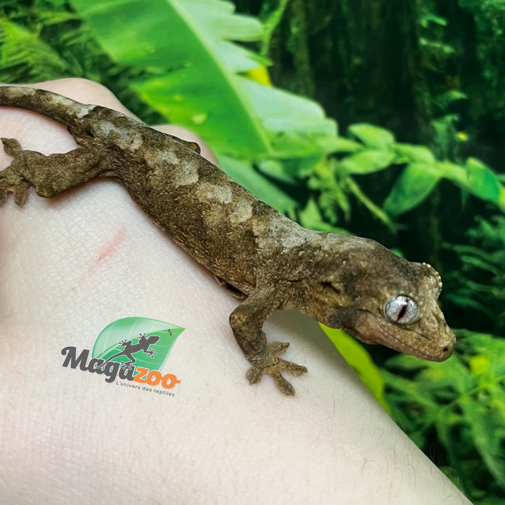 Magazoo Gecko chahoua Mainland Femelle (queue repoussée)