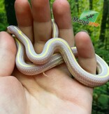 Magazoo Lined California king snake #2 male