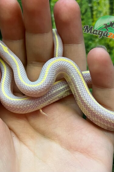 Magazoo Serpent roi de Californie ligné Albino #2 Mâle
