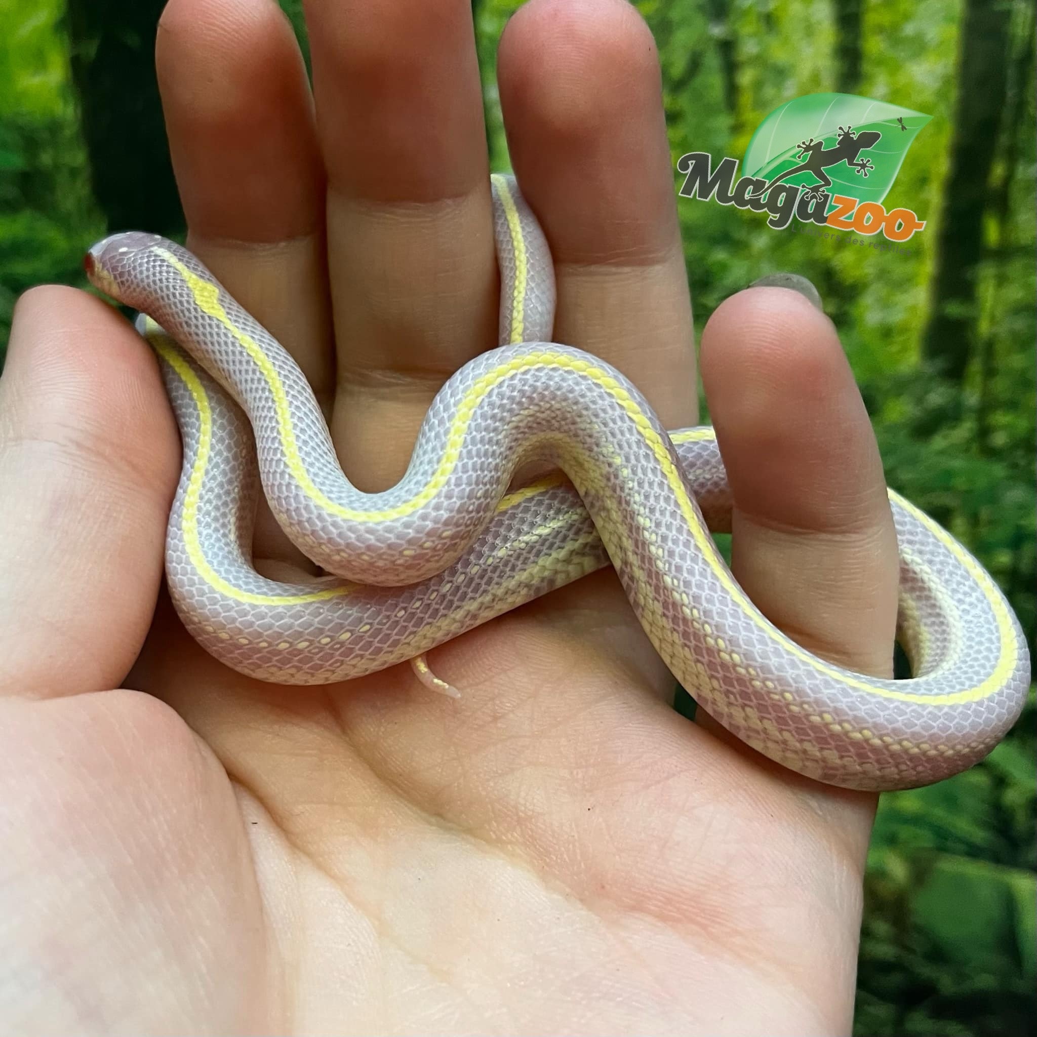 Magazoo Serpent roi de Californie ligné Albino #2 Mâle