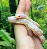 Magazoo Serpent roi de Californie ligné Albino #2 Mâle