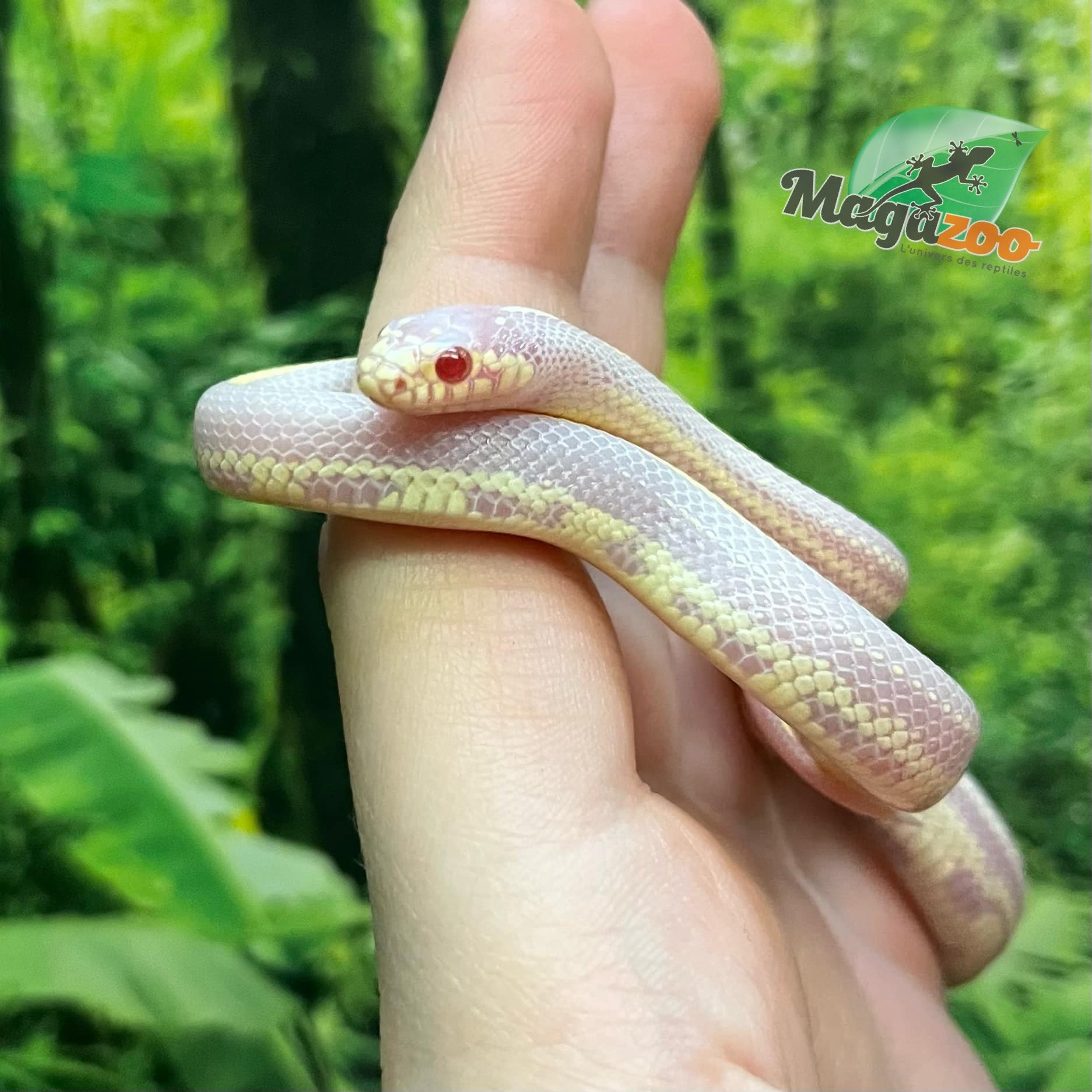 Magazoo Serpent roi de Californie ligné Albino #2 Mâle