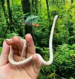 Magazoo Lined California king snake #2 male