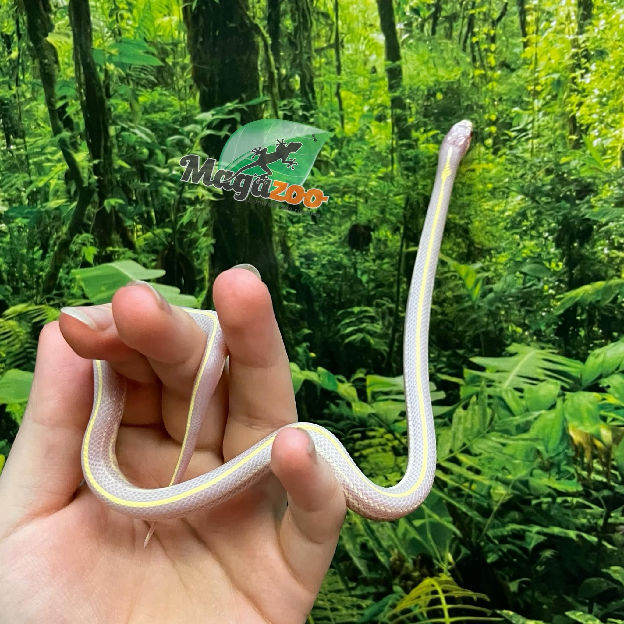 Magazoo Serpent roi de Californie ligné Albino #2 Mâle
