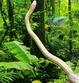 Magazoo Lined California king snake #1 male