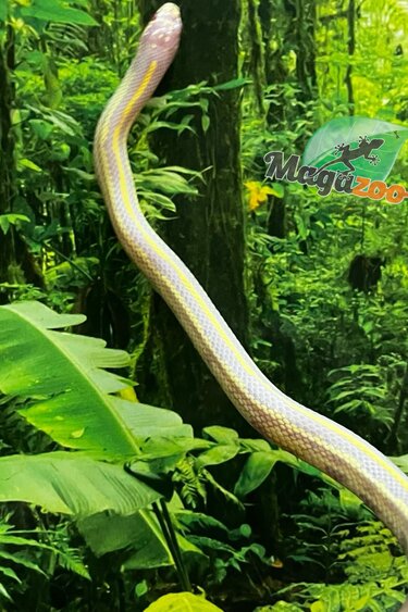 Magazoo Lined California king snake #1 male