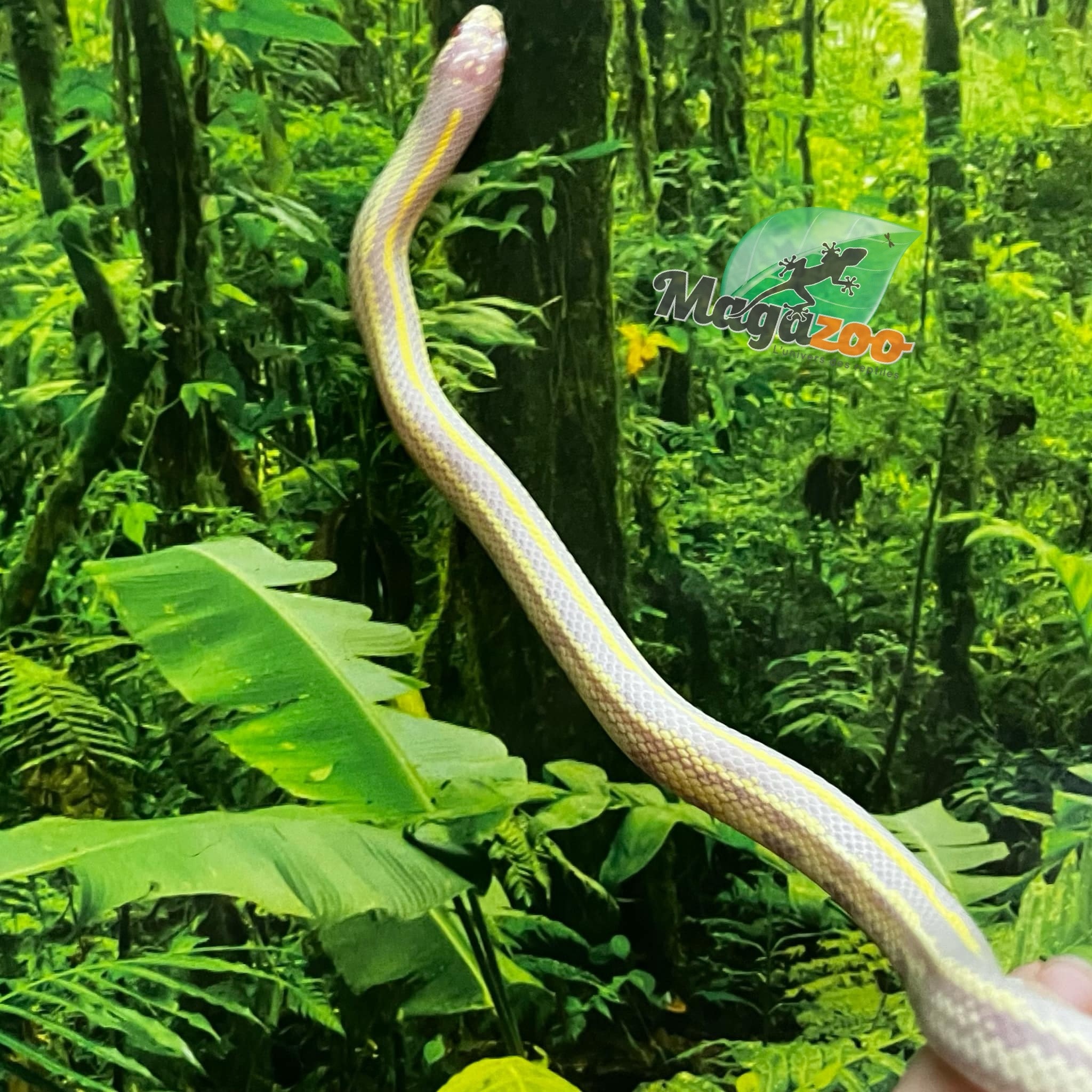 Magazoo Lined California king snake #1 male